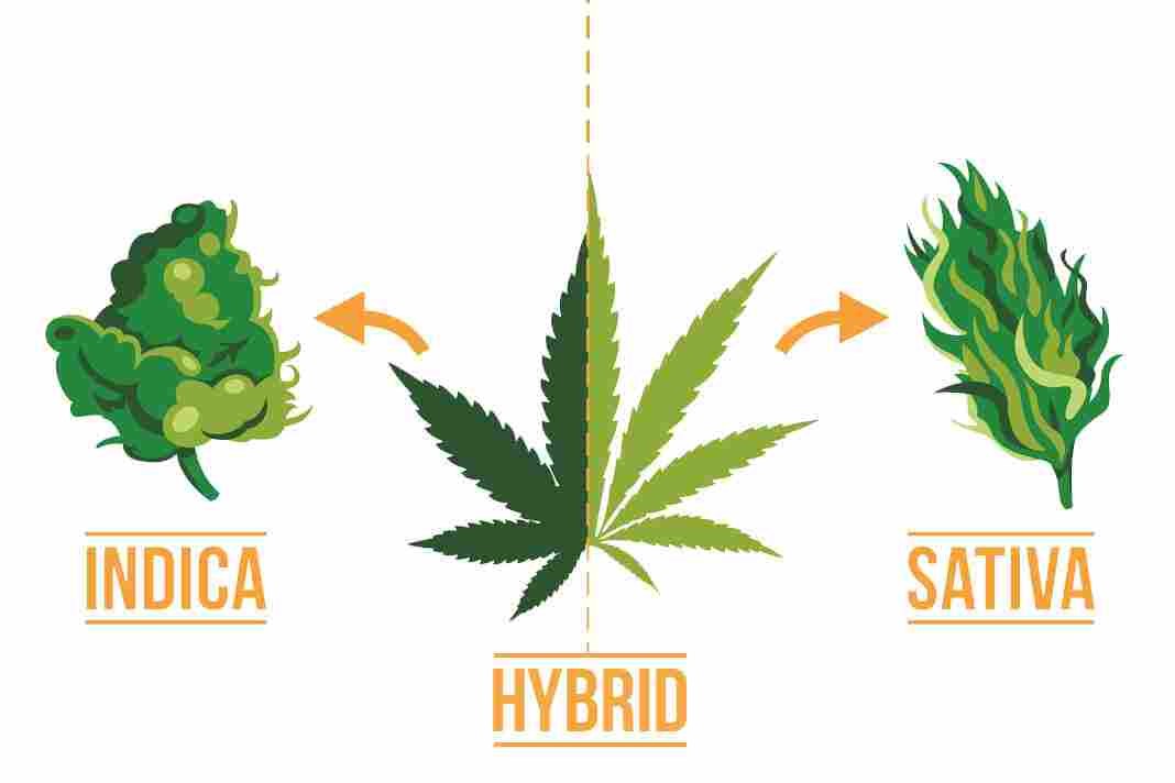 Beginners Guide To Cannabis Strains