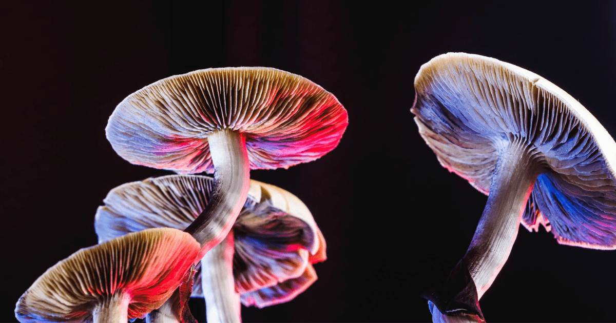What Options Are Available to Buy Shrooms in Toronto?