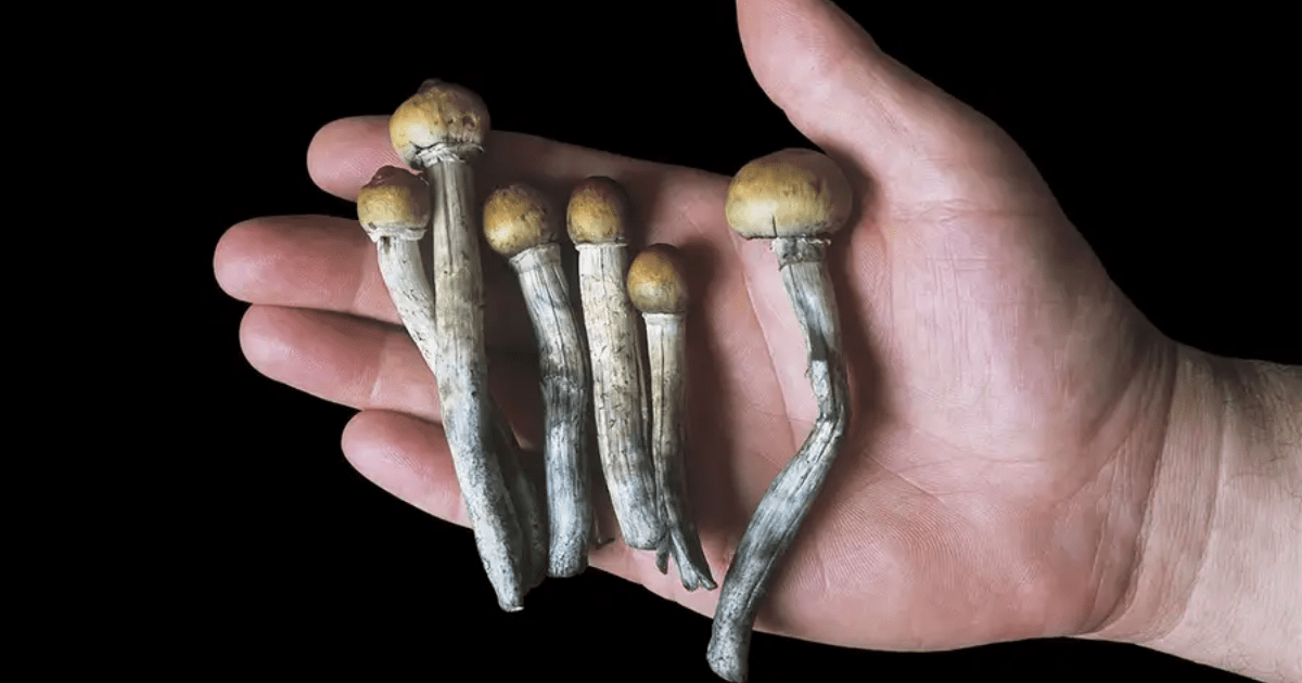 Why Buy Magic Mushrooms Online in Toronto?