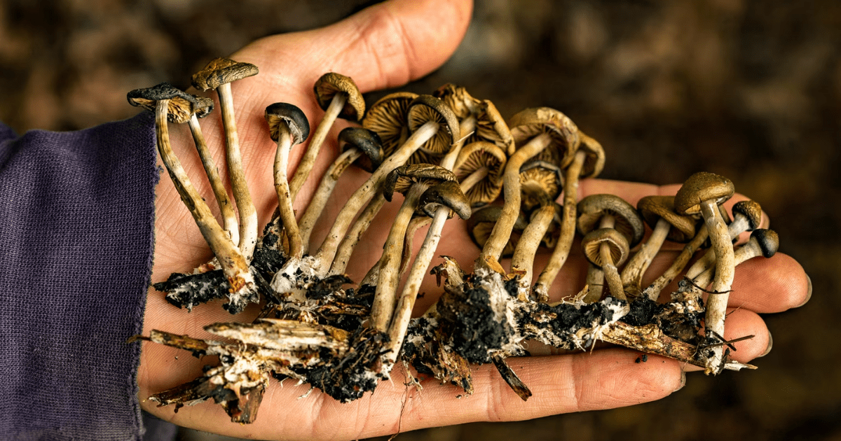 How Long Can Magic Mushrooms Last Before They Go Bad?