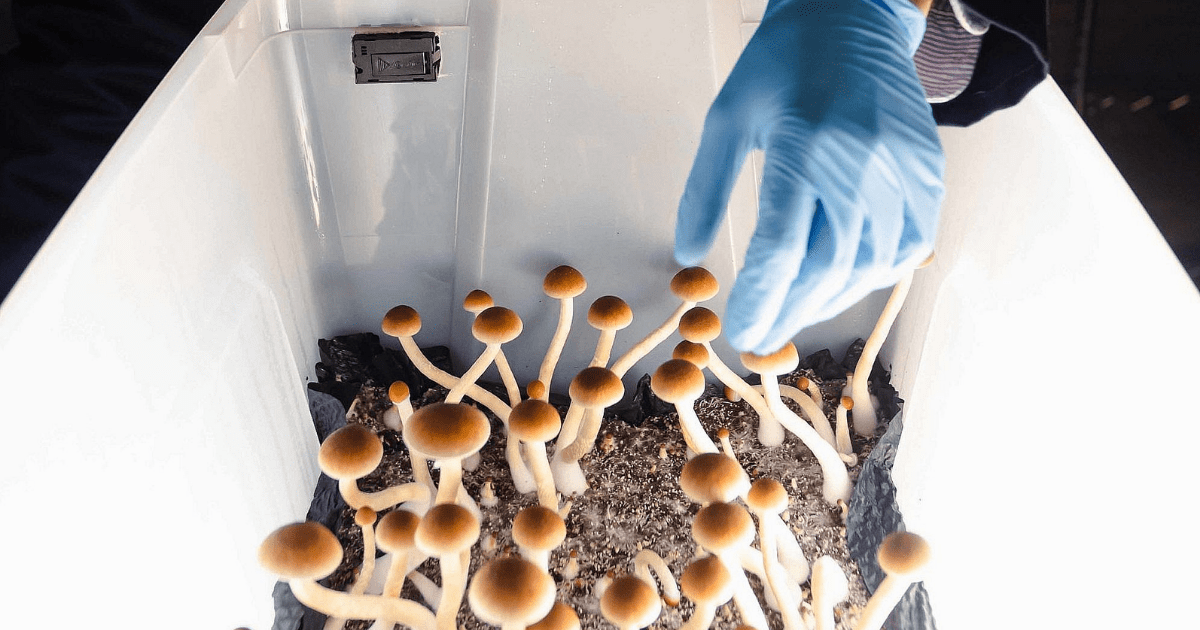 How To Store Shrooms to Keep Them Fresh