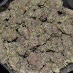 Fallen Angel strain, Fallen Angel weed strain, Fallen Angel marijuana strain, Fallen Angel Buds