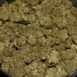Lion's Mane strain, Lion's Mane weed strain, Lion's Mane marijuana strain, Lion's Mane Buds