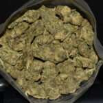 PU Tang strain, PU Tang weed strain, PU Tang marijuana strain, PU Tang Buds