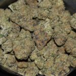 Pink Mintz strain, Pink Mintz weed strain, Pink Mintz marijuana strain, Pink Mintz Buds
