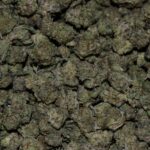 Jet Fuel (Popcorn) strain, Jet Fuel (Popcorn) weed strain, Jet Fuel (Popcorn) marijuana strain, Jet Fuel (Popcorn) Buds