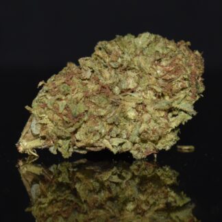 Lion's Mane