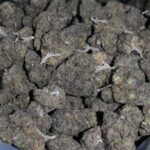 Pink Bubba strain, Pink Bubba weed strain, Pink Bubba marijuana strain, Pink Bubba Buds