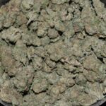 Northern Lights strain, Northern Lights weed strain, Northern Lights marijuana strain, Northern Lights Buds