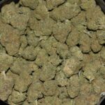 Jack Herer strain, Jack Herer weed strain, Jack Herer marijuana strain, Jack Herer Buds