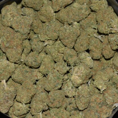 Jack Herer strain, Jack Herer weed strain, Jack Herer marijuana strain, Jack Herer Buds