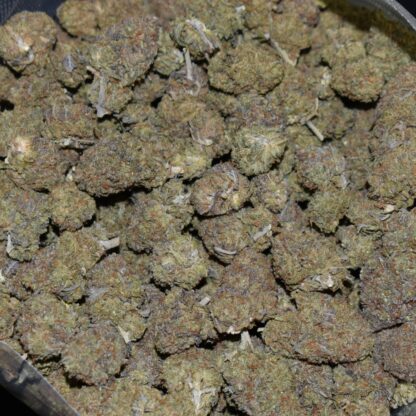 Purple Rum strain, Purple Rum weed strain, Purple Rum marijuana strain, Purple Rum Buds