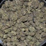 Bluefin Tuna strain, Bluefin Tuna weed strain, Bluefin Tuna marijuana strain, Bluefin Tuna Buds