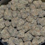 Chocolate Chip strain, Chocolate Chip weed strain, Chocolate Chip marijuana strain, Chocolate Chip Buds