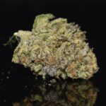 Gastro Pop strain, Gastro Pop weed strain, Gastro Pop marijuana strain, Gastro Pop Buds