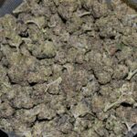 Gastro Pop strain, Gastro Pop weed strain, Gastro Pop marijuana strain, Gastro Pop Buds
