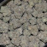Devil's Gelato strain, Devil's Gelato weed strain, Devil's Gelato marijuana strain, Devil's Gelato Buds