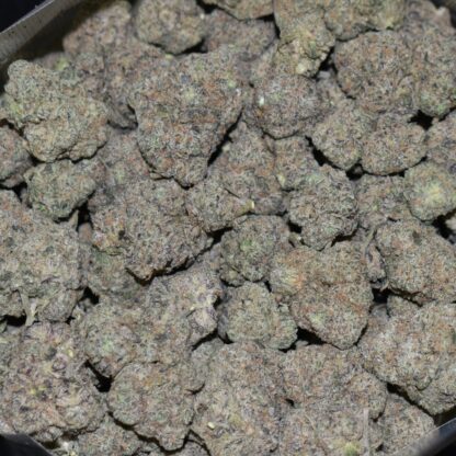 Devil's Gelato strain, Devil's Gelato weed strain, Devil's Gelato marijuana strain, Devil's Gelato Buds