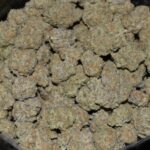 Gumbo strain, Gumbo weed strain, Gumbo marijuana strain, Gumbo Buds