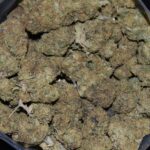 Monkey King strain, Monkey King weed strain, Monkey King marijuana strain, Monkey King Buds