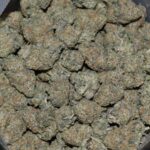 OLO Cookies strain, OLO Cookies weed strain, OLO Cookies marijuana strain, OLO Cookies Buds