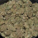 Purple Space Cookies strain, Purple Space Cookies weed strain, Purple Space Cookies marijuana strain, Purple Space Cookies Buds