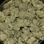 Sour OG Kush strain, Sour OG Kush weed strain, Sour OG Kush marijuana strain, Sour OG Kush Buds